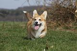 CORGI PEMBROKE 888